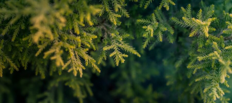 macro photographie arbre vert