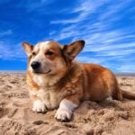 pembroke welsh corgi lying on the sand under white cloud blue sky