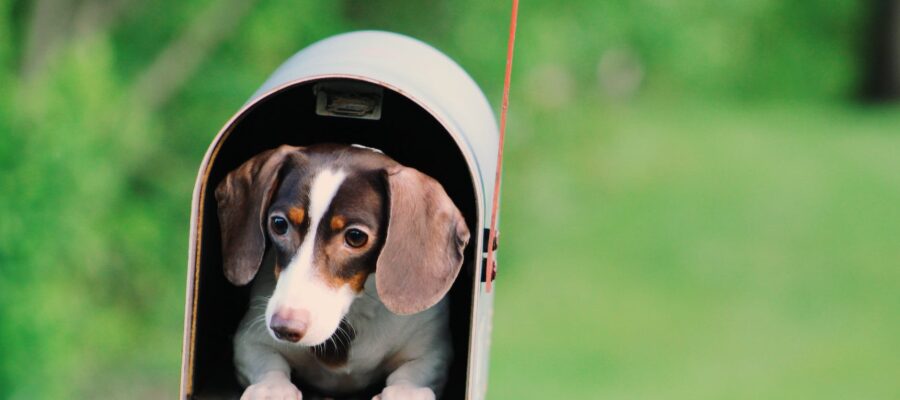 photo of dog inside mailbox