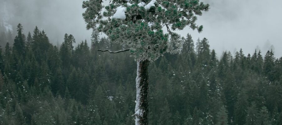 green tree beside snow capped rock