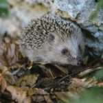 close up of hedgehog on ground