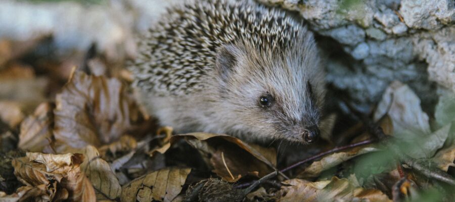 close up of hedgehog on ground